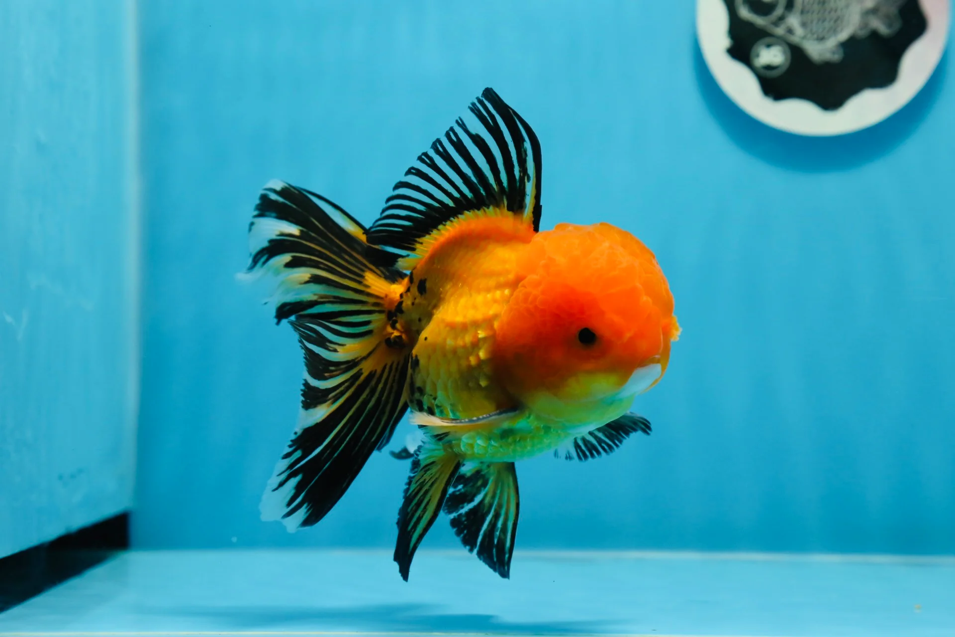 Apachay Gold Fish (Small)